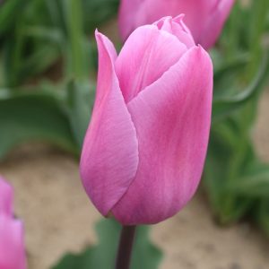 Луковицы тюльпанов Sissi. Купить луковицы тюльпанов