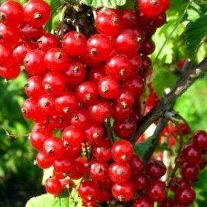 Красная смородина Ненаглядная