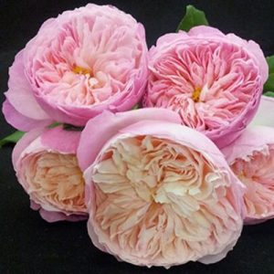 Constance Констанс английская