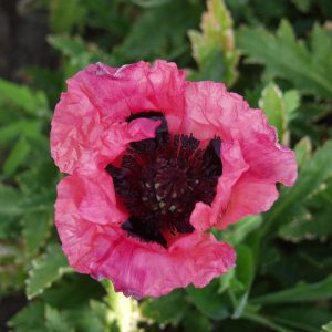 Мак Raspberry Queen Распберри Квин