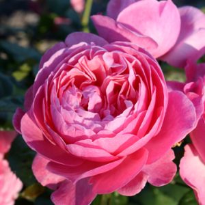 Kolner Flora Кельнер Флора шраб