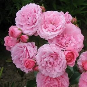 Royal Bonica Роял Боника шраб