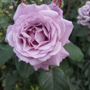 Blue Nile Блю Нил чайно-гибридная