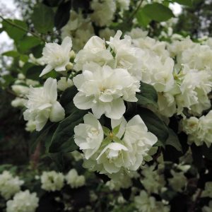 Чубушник Вирджинал Virginal