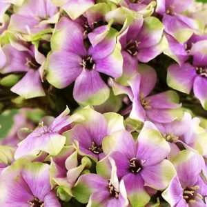 Флокс Sherbet Blend Щербет Бленд
