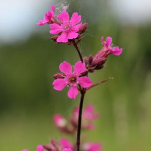 Смолка клейкая