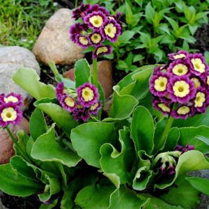 Примула ушковидная Primula auricula