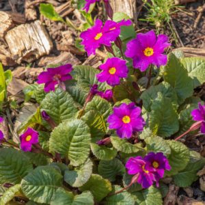Примула Юлии Primula juliae