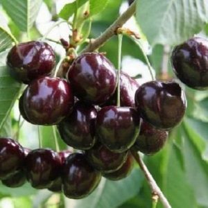 Черешня Дайбера черная