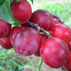 Алыча Кубанская Комета
