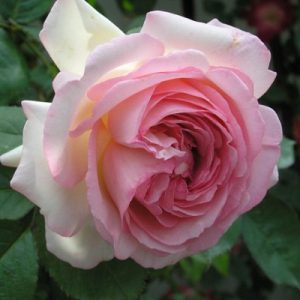 Pierre de Ronsard Пьер де Ронсар плетистая