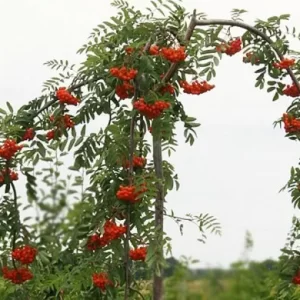 Рябина плакучая штамб 160-180 см