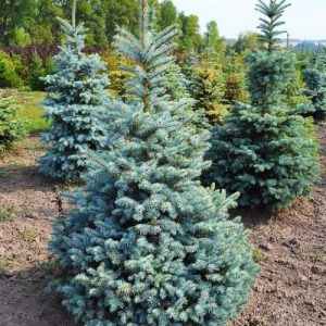 Ель колючая Глаука
